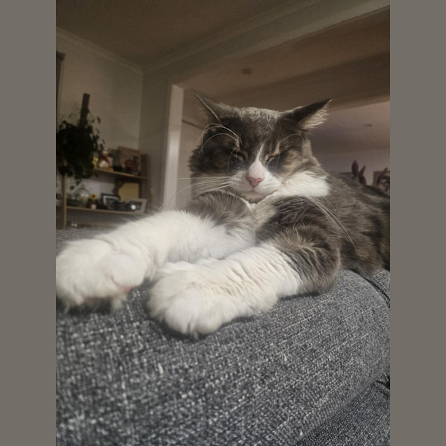 Photo of Rhubarb   In Foster Care In Melton South