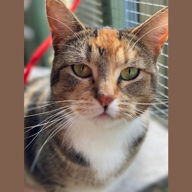 Photo of Missy Mouse