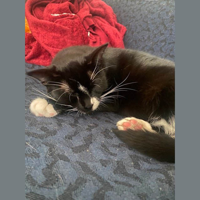 Photo of Nova **2nd Chance Cat Rescue**