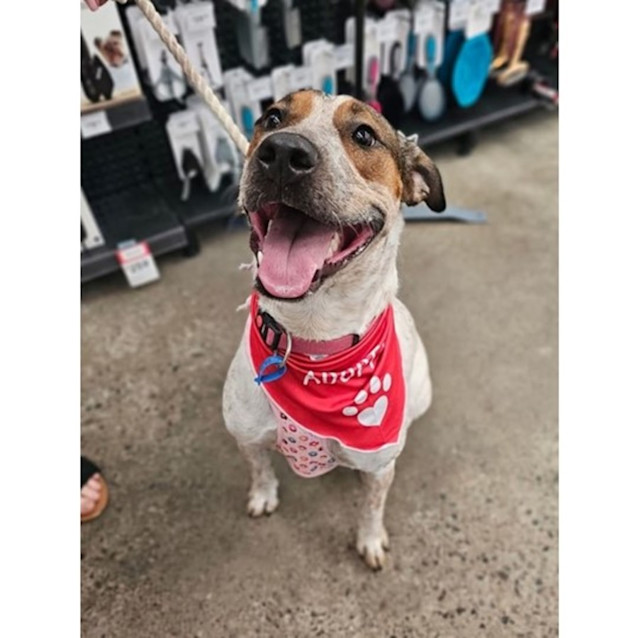 Photo of Kahlua *$150 Adoption Fee*