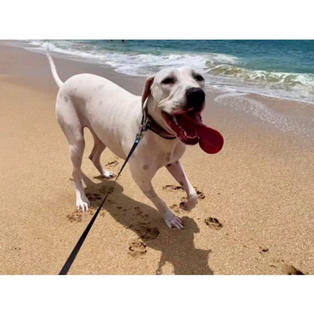 Photo of Talia *$250 Adoption Fee*