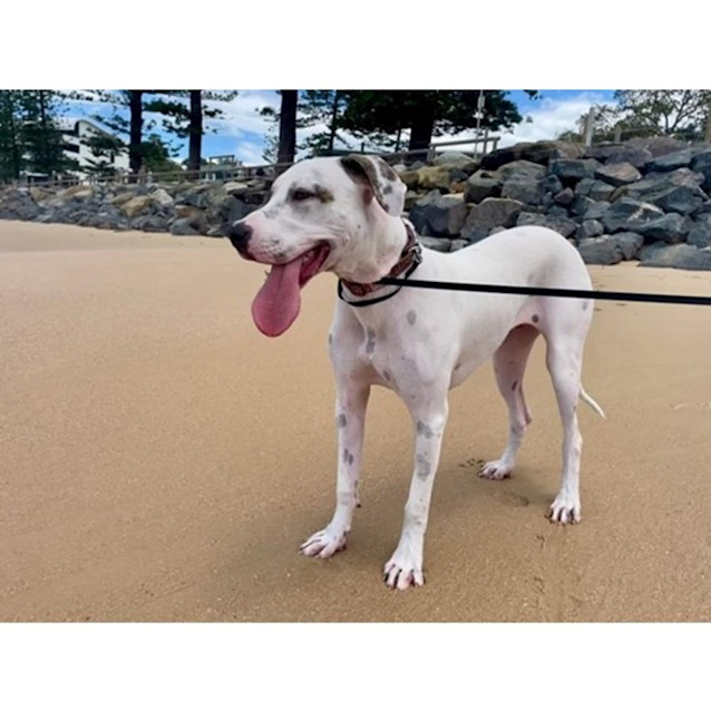 Photo of Talia *$250 Adoption Fee*