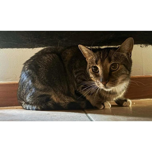 Photo of 7695   Ziggy Stardust