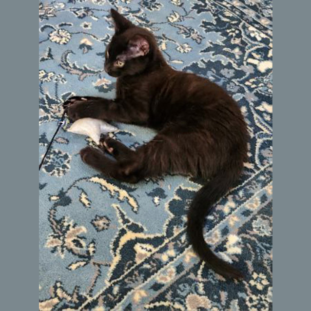 Photo of Toothless