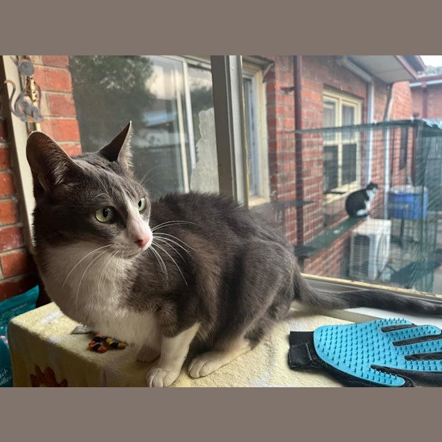 Photo of Matilda   Located In Preston