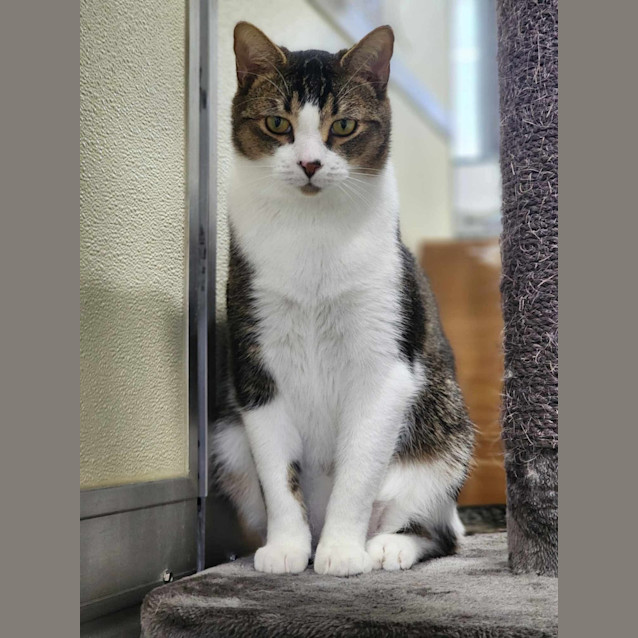 Photo of 🌪 Lincoln 5053 🌪