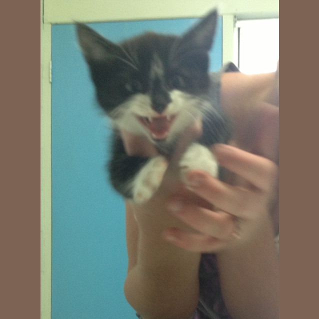 Photo of Rue