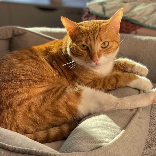 Photo of 8050   Sebastian