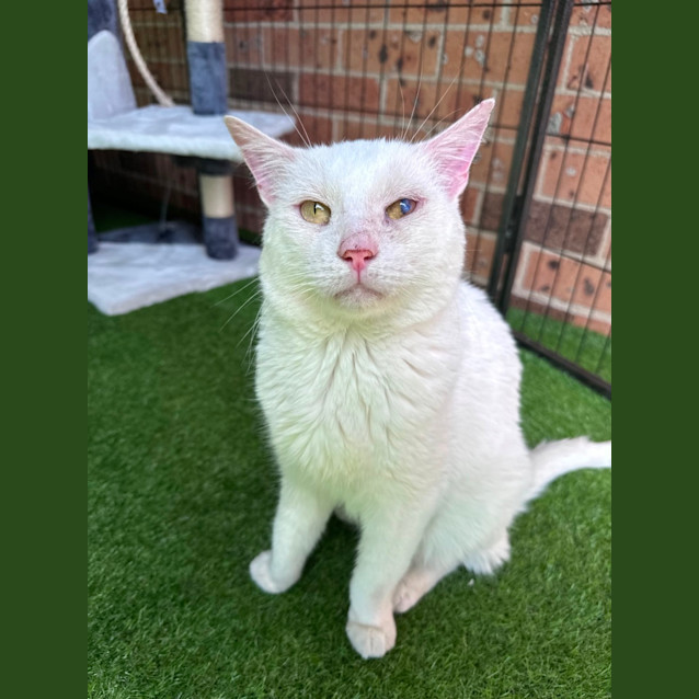 Photo of Nimbus ☁️🌤️