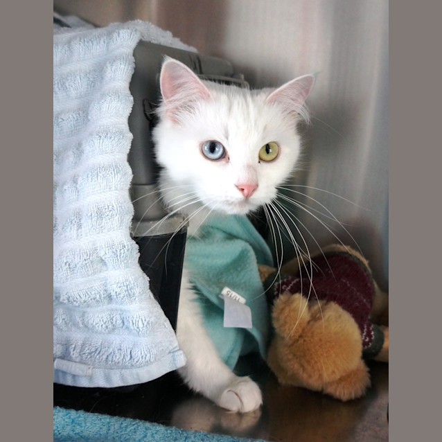 Photo of Luna