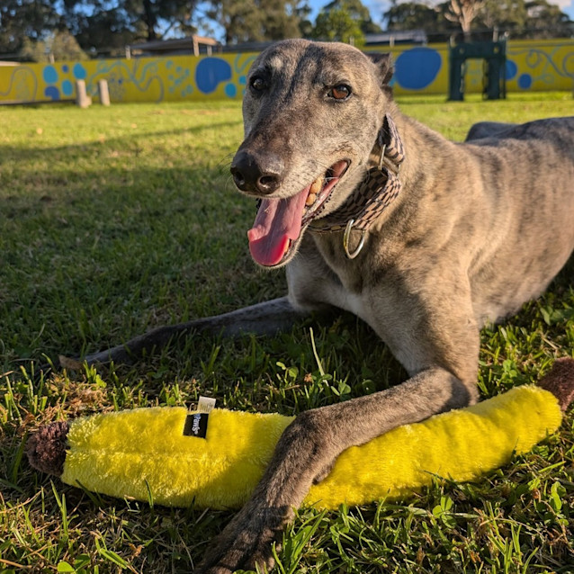 Photo of Shiraz The Greyhound