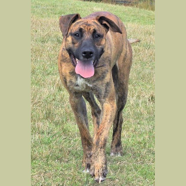 Photo of Bentley
