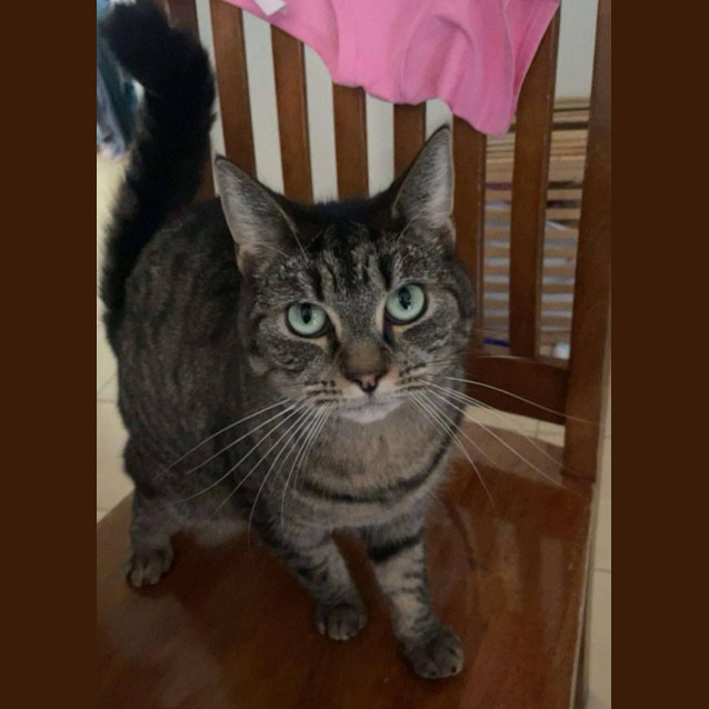 Photo of Cee Cee *9 Lives Project Rescue*