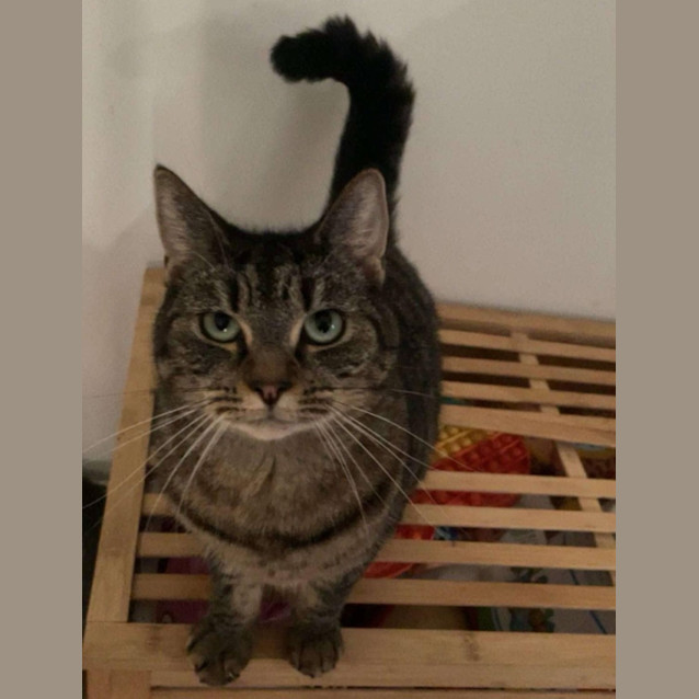 Photo of Cee Cee *9 Lives Project Rescue*