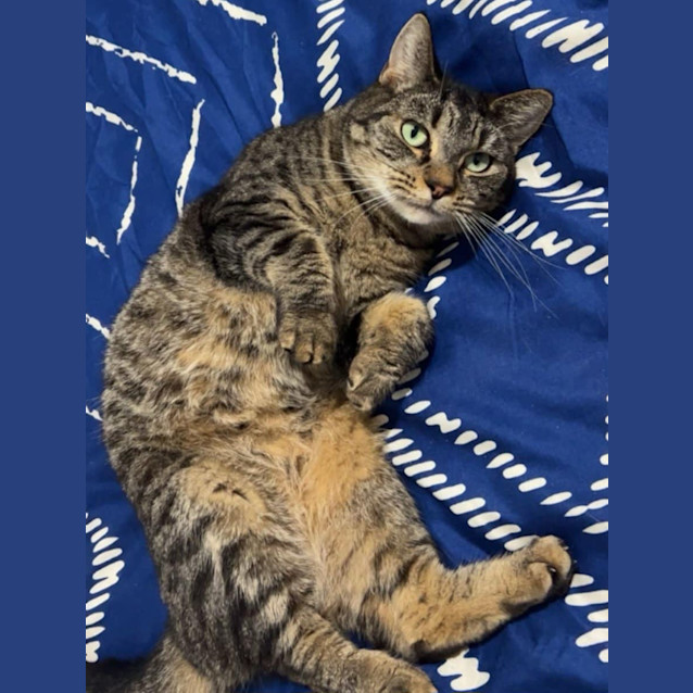 Photo of Cee Cee *9 Lives Project Rescue*