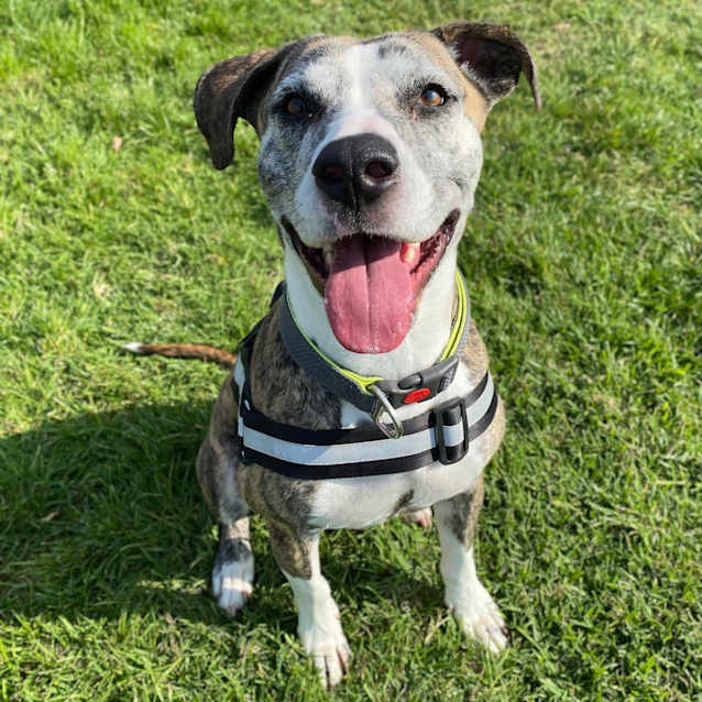 Photo of Stella