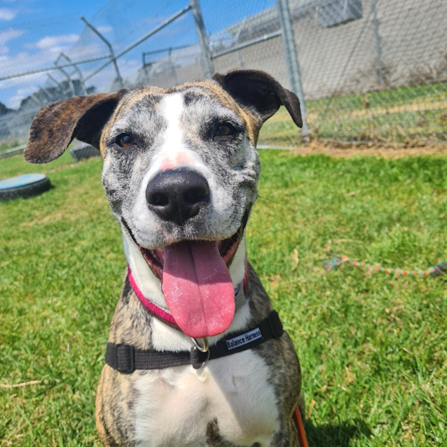 Photo of Stella
