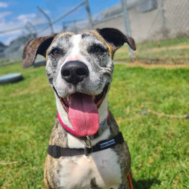 Photo of Stella