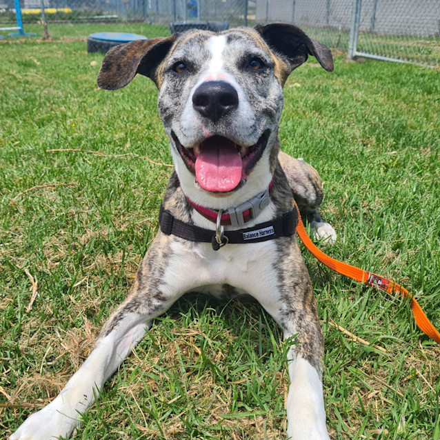 Photo of Stella
