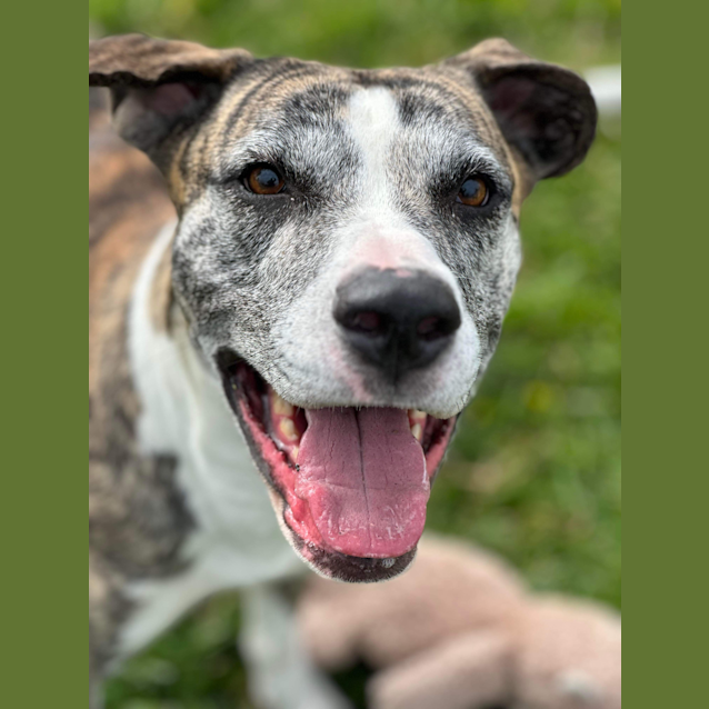 Photo of Stella