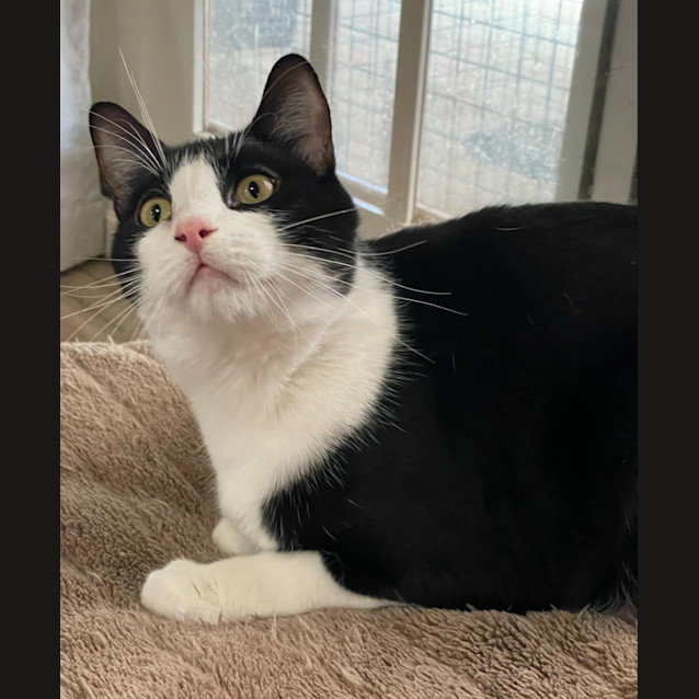 Photo of Springdale  **2nd Chance Cat Rescue**
