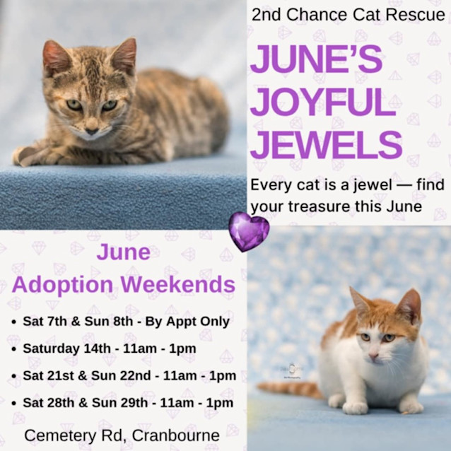 Photo of Nova **2nd Chance Cat Rescue**