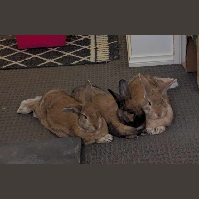 Photo of Mixie, Mishka And Marvel 