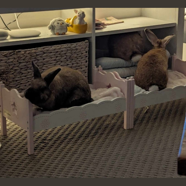 Photo of Mixie, Mishka And Marvel 