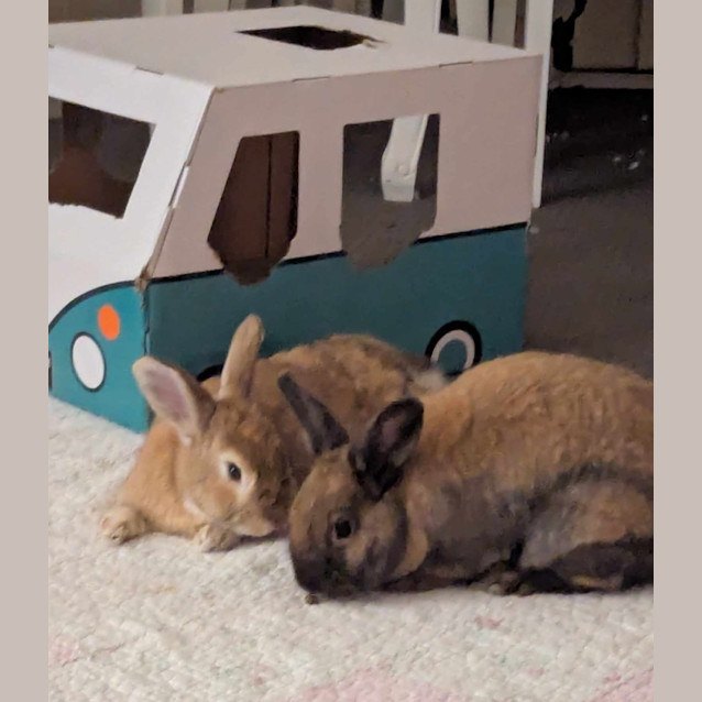 Photo of Mixie, Mishka And Marvel 