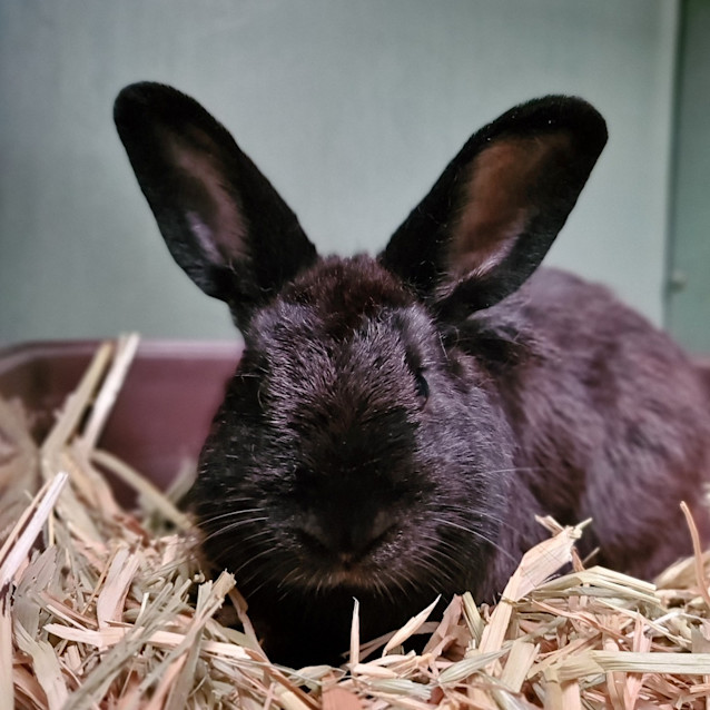 Photo of Dash 