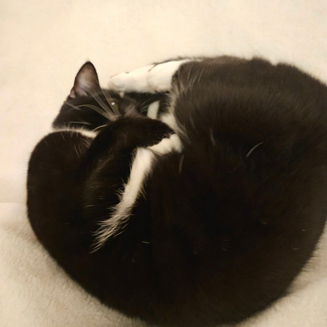 Photo of Vincent (Foster To Adopt).