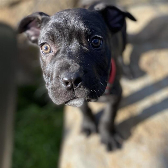 Photo of Cedar