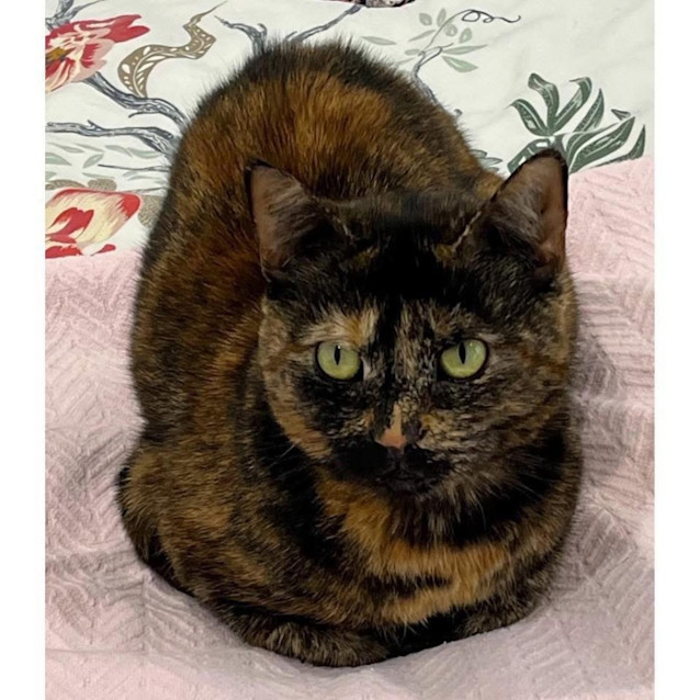 Photo of 1636   Tilly