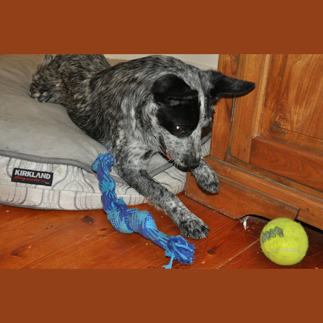 Photo of Patch