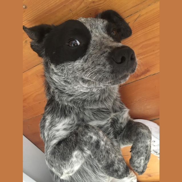Photo of Patch
