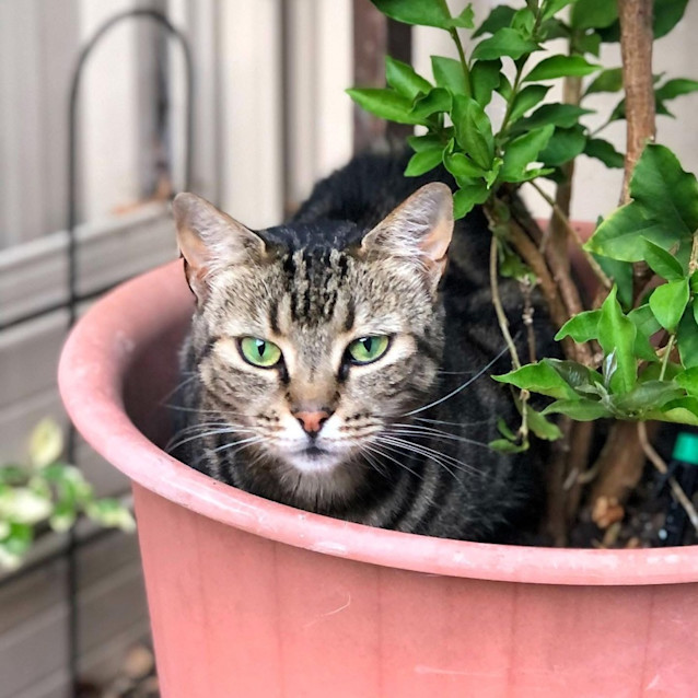 Photo of 3819    Coraline