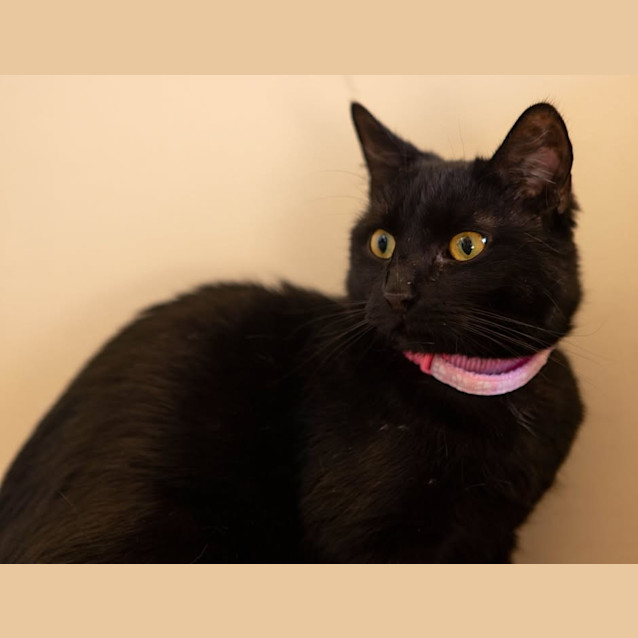 Photo of Piper