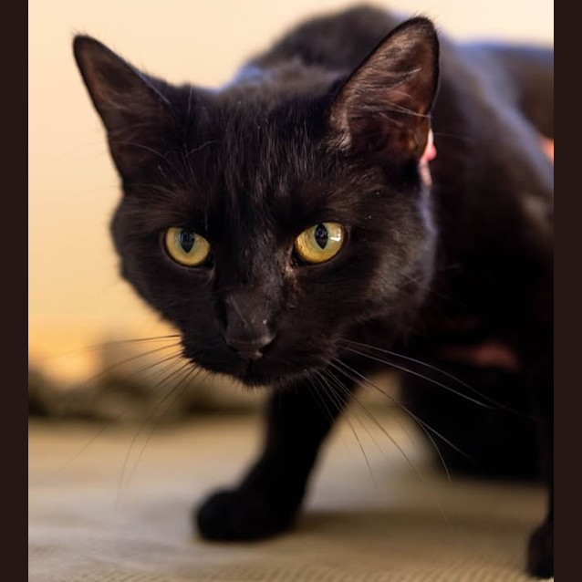 Photo of Piper