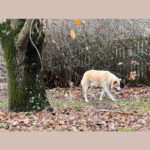 Photo of Mickey Elphinstone