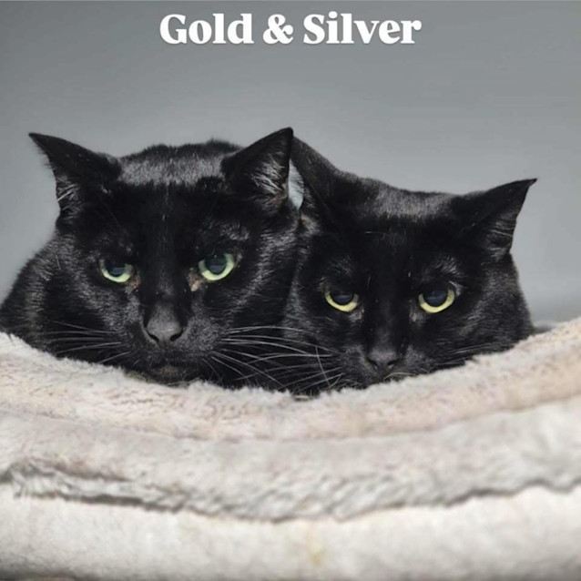 Photo of 507/506   Gold & Silver