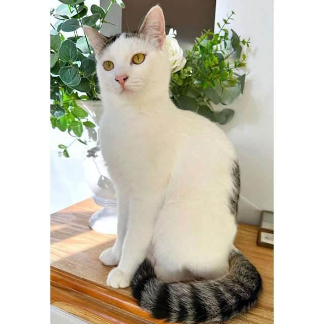 Photo of 10251   Paulo