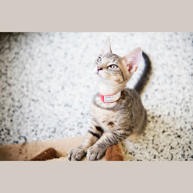 Photo of Oscar