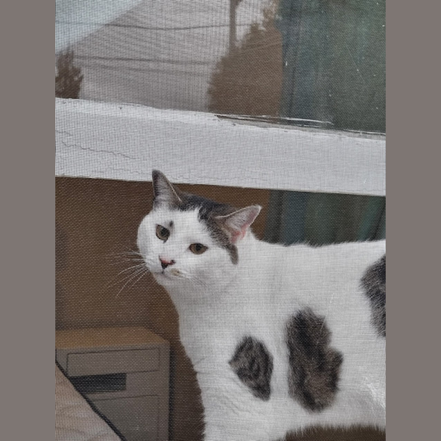 Photo of Snowy