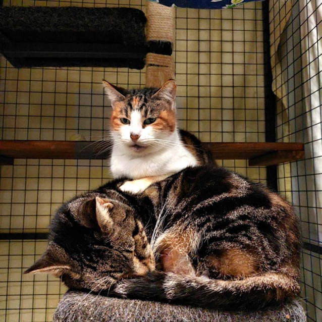 Photo of Julie & Bassuria