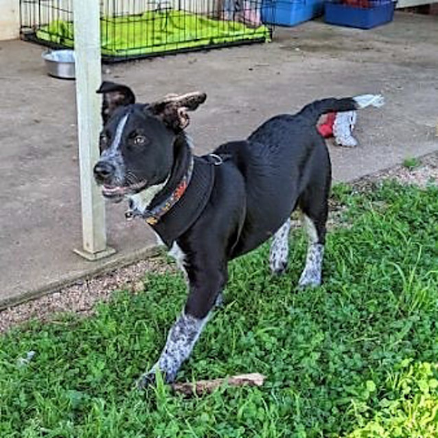 Photo of Baxter