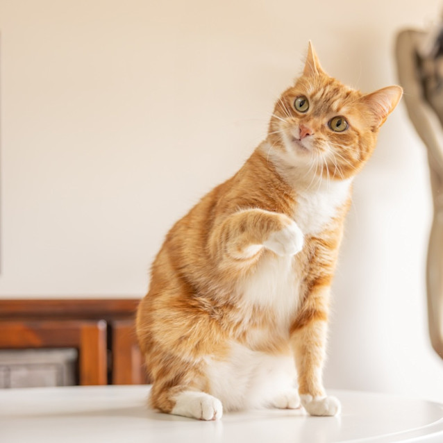 Photo of Esther & Everett   In Foster Care In Flemington