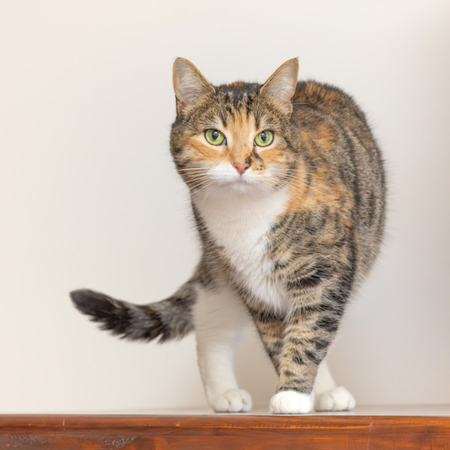 Photo of Esther & Everett   In Foster Care In Flemington