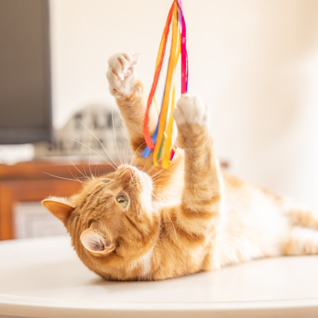 Photo of Esther & Everett   In Foster Care In Flemington