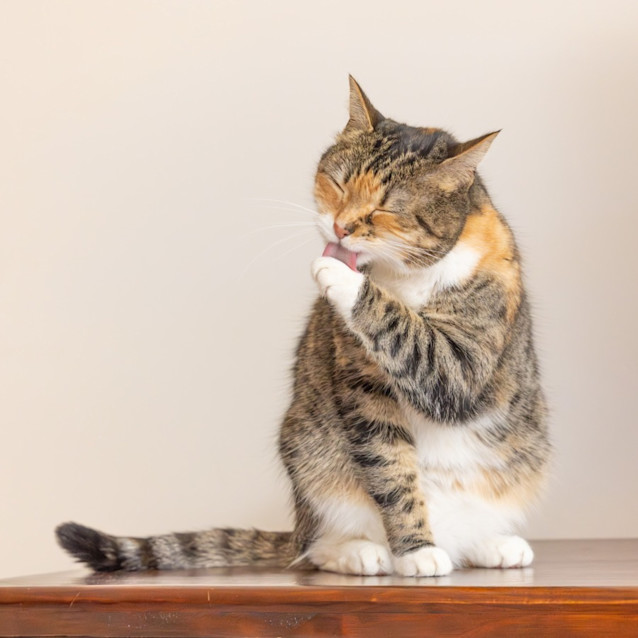 Photo of Esther & Everett   In Foster Care In Flemington