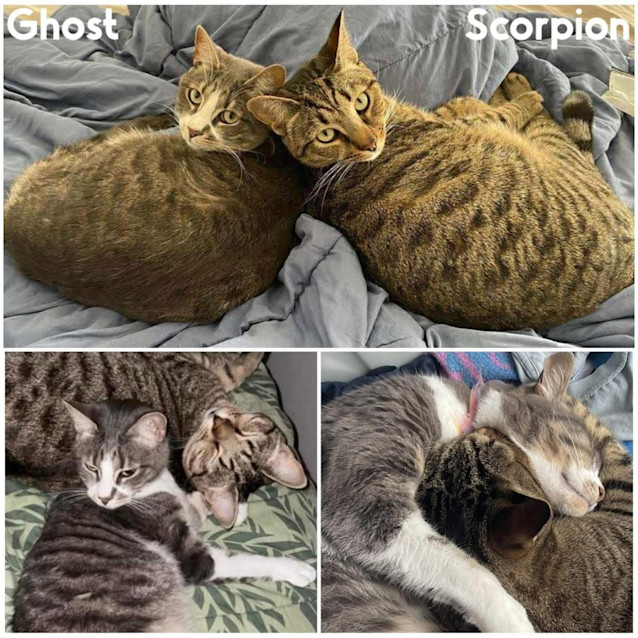 Photo of 8683/5   Ghost & Scorpion